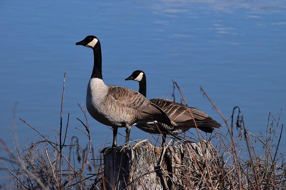 Local photographer Robert Kalberg captured this photo in the Riverside Street area.