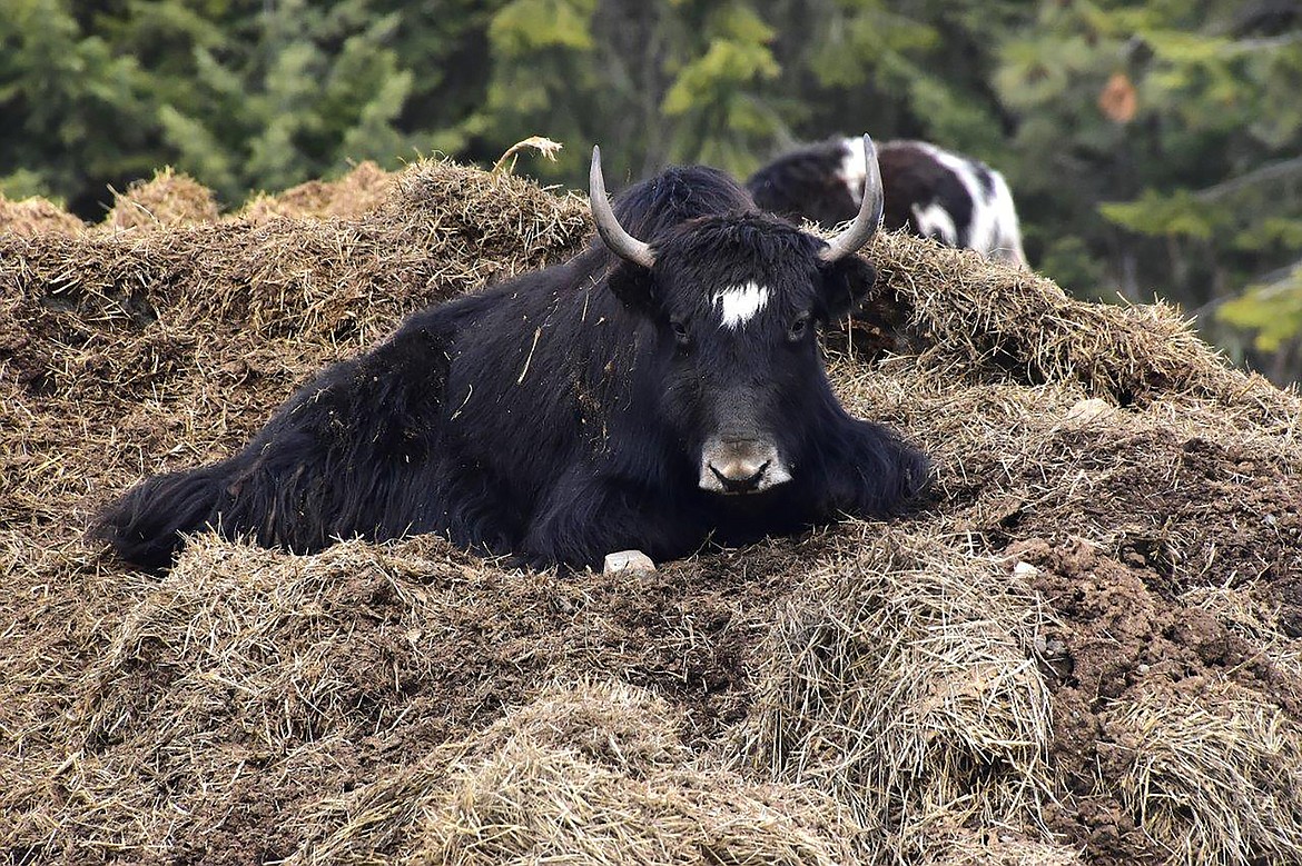 Local photographer Robert Kalberg captured this photo in the Two Tail Road area.