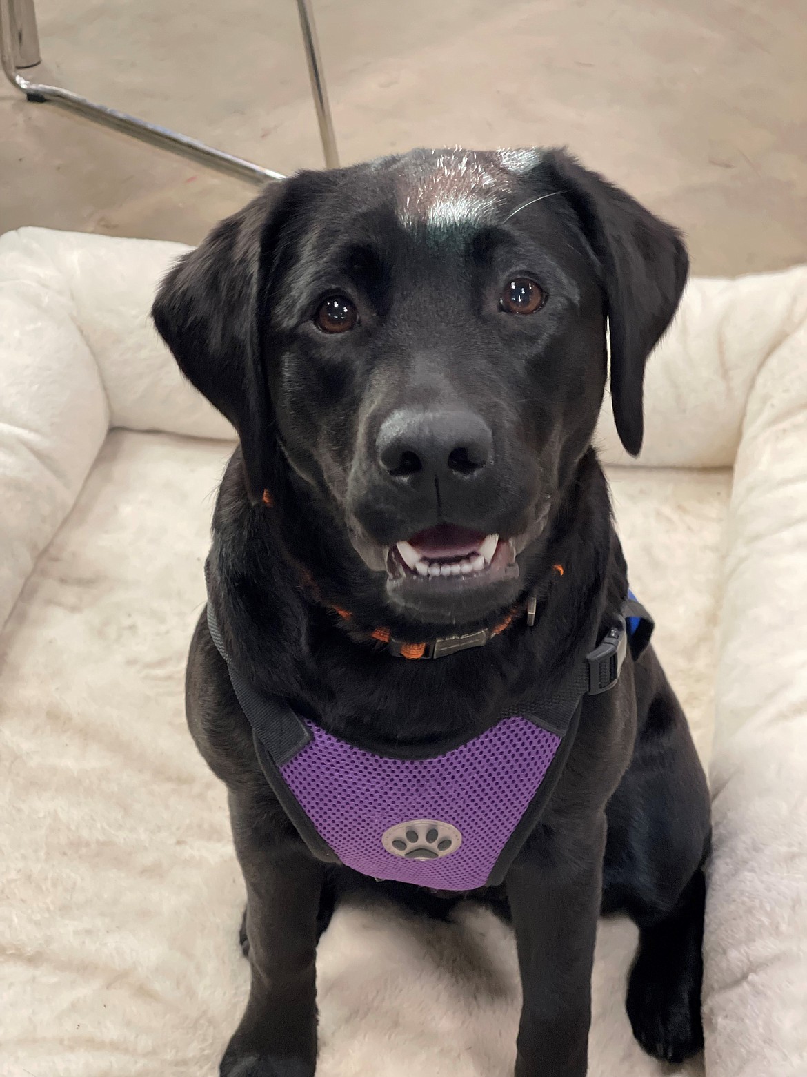 Sadie Bean is a therapy dog at Wired2Learn Academy. The Post Falls school serves students in grades 3 through 12 who have learning struggles like dyslexia.