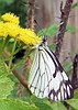 Don’t allow chemicals to destroy garden safety
