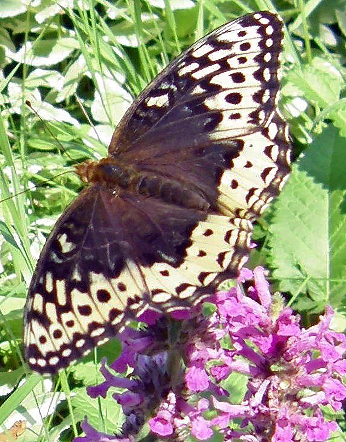 Butterflies love flowers and often cover the blossoms on summer days.