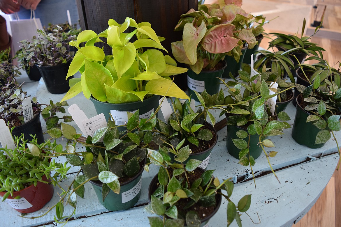 Some of the plants for sale at Evalee Rae’s Plant Shop, one of five new downtown businesses in the Downtown Moses Lake Association’s new business incubator, the Obra Project.