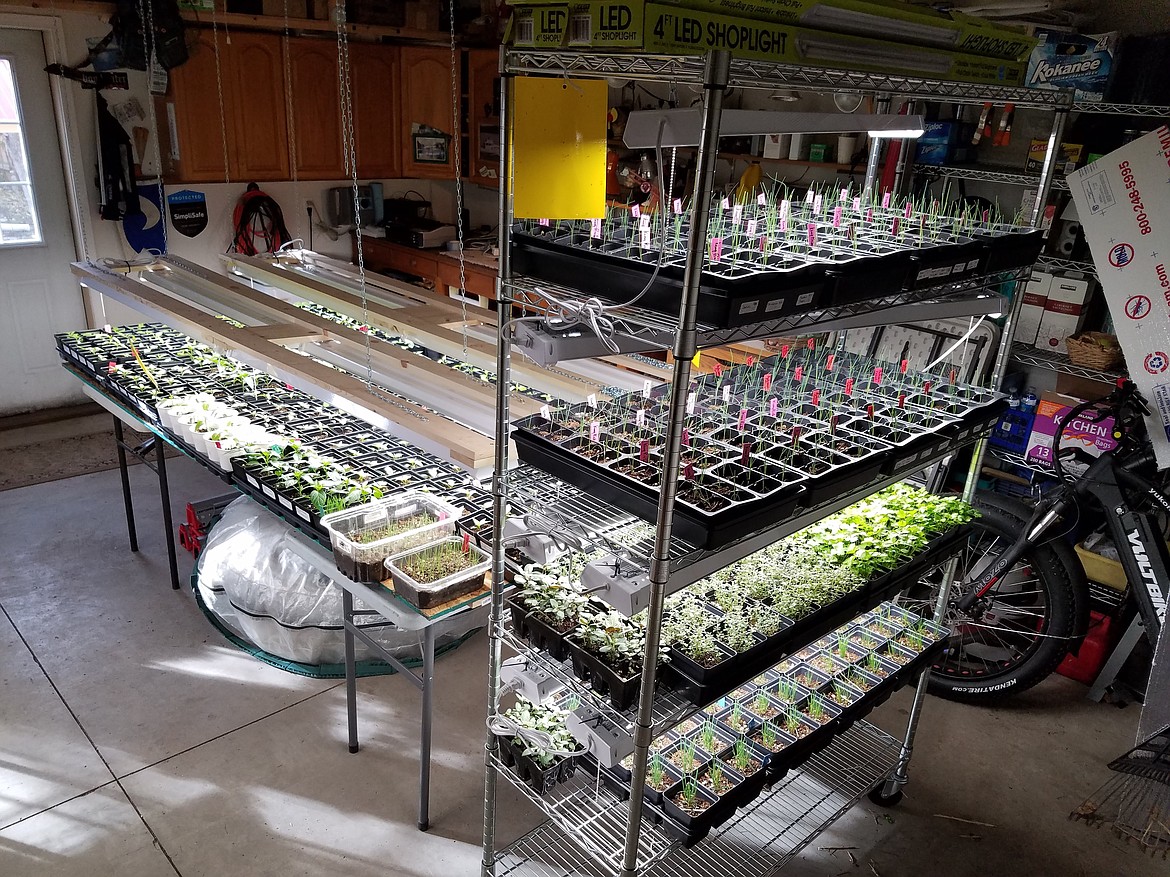 Inexpensive LED Shop lights and a metal shelving unit make a great seed starting station.