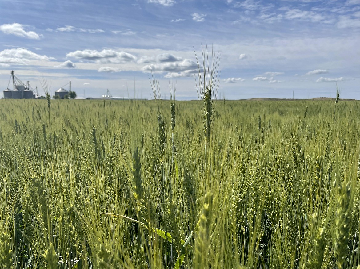 A field of grain ripening under the Columbia Basin sun in an irrigated field near Moses Lake in early June 2021. Most of the small grain acres grown in Eastern Washington are not irrigated, and the continuing drought has left much of the region’s dry farmed soil drier than usual, according to USDA.