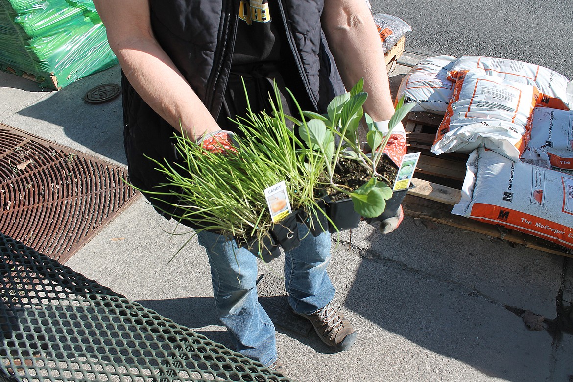 Jenny Harwood, of Quincy Hardware and Lumber, shows starts of onions and cabbage. This is the time to start putting those and other early edibles in the ground.