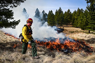 Nick Aschenwald, with the Montana DNRC, uses a drip torch to ignite bunch grass during a prescribed burn at Lone Pine State Park in Kalispell on Thursday, April 7. Held in conjunction with Montana Fish, Wildlife & Parks, the prescribed fire is aimed at benefiting the park's grassland habitat, including native plants and the wildlife species that frequent the area.(Casey Kreider/Daily Inter Lake)