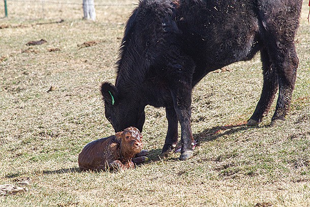 Most calves that don’t receive adequate colostrum in a timely manner will not survive. By being prepared to supply colostrum to a struggling calf, ranchers may save a valuable animal.