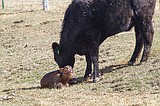 Planning ahead to feed problem newborn calves
