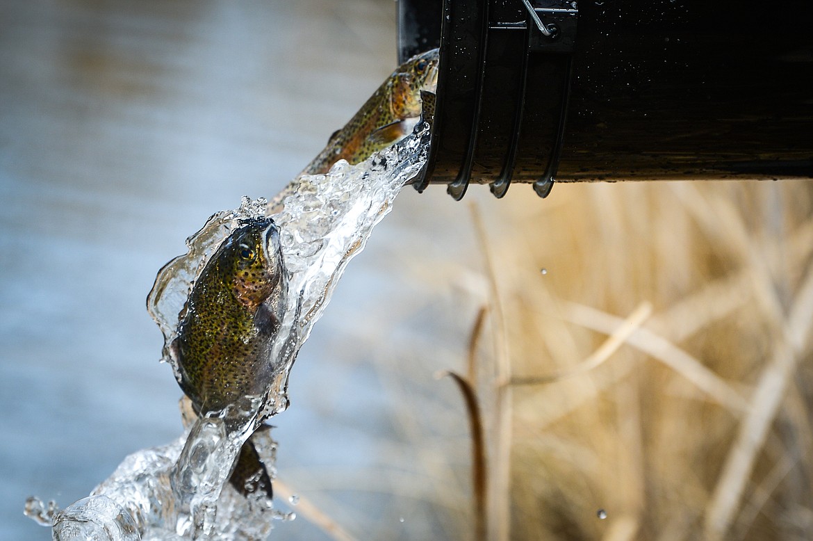 Rainbow trout spill into the slough at Dry Bridge Park in Kalispell on Thursday, April 7. (Casey Kreider/Daily Inter Lake)