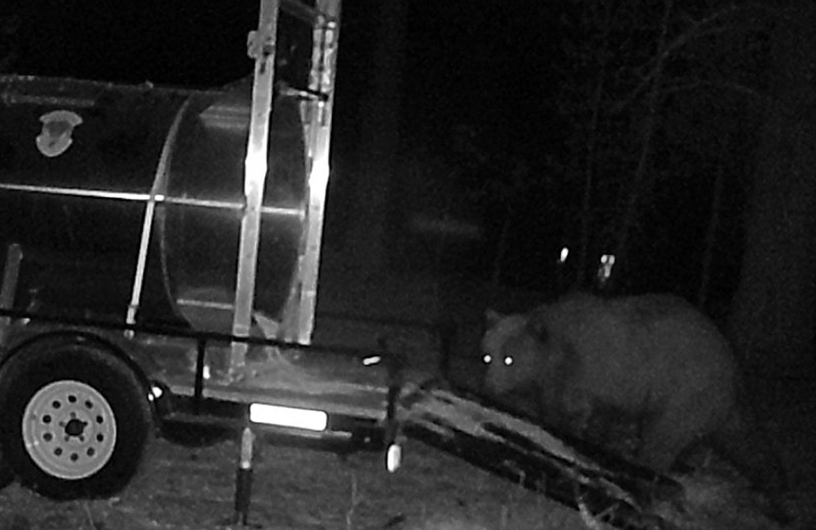 A grizzly bear that reportedly killed livestock on April 5, returned to the same property near Naples, avoided traps and killed again the night of  April 7.