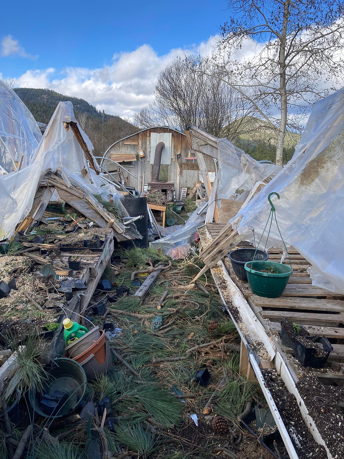 On April 4, a strong wind storm fell two massive trees on Milton Pearce's greenhouses in St. Regis. Not only did the ponderosa pines take down his structures for his Potting Shed business, but Pearce was also injured in the storm because he was busy working inside one of the buildings when the gusts hit. (Photo courtesy/Rachel VanRinsum)