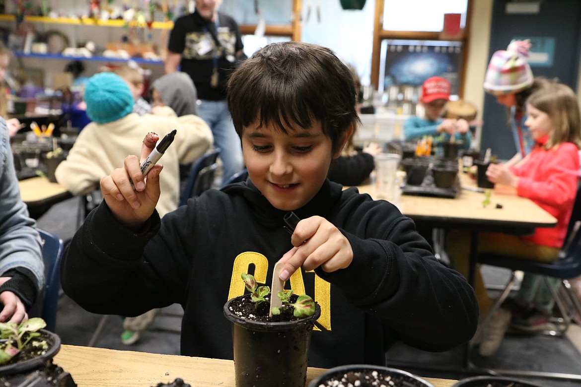 Hayden Meadows Elementary School third grader Gabe Vargas labels a plant to prepare it to be placed in the school greenhouse on Friday. HANNAH NEFF/Press