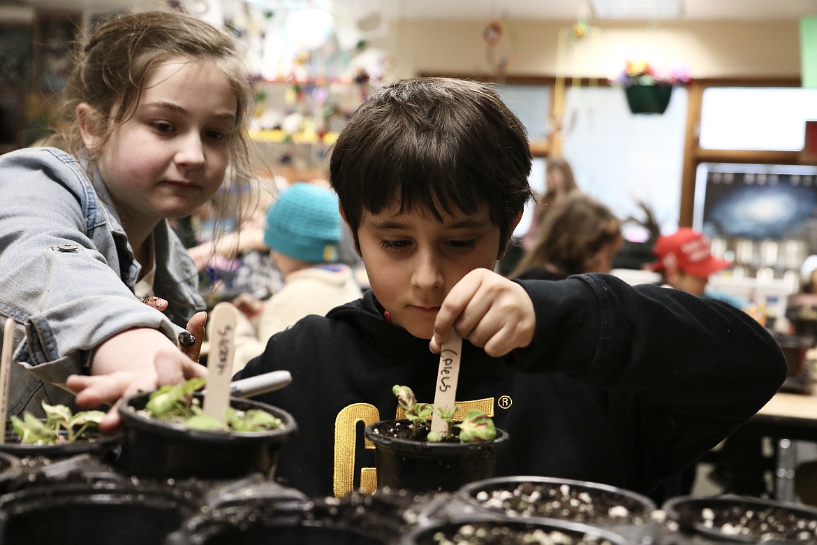 From left, Hayden Meadows Elementary School third graders Sloan Walker and Gabe Vargas label plants for the school greenhouse on Friday. HANNAH NEFF/Press