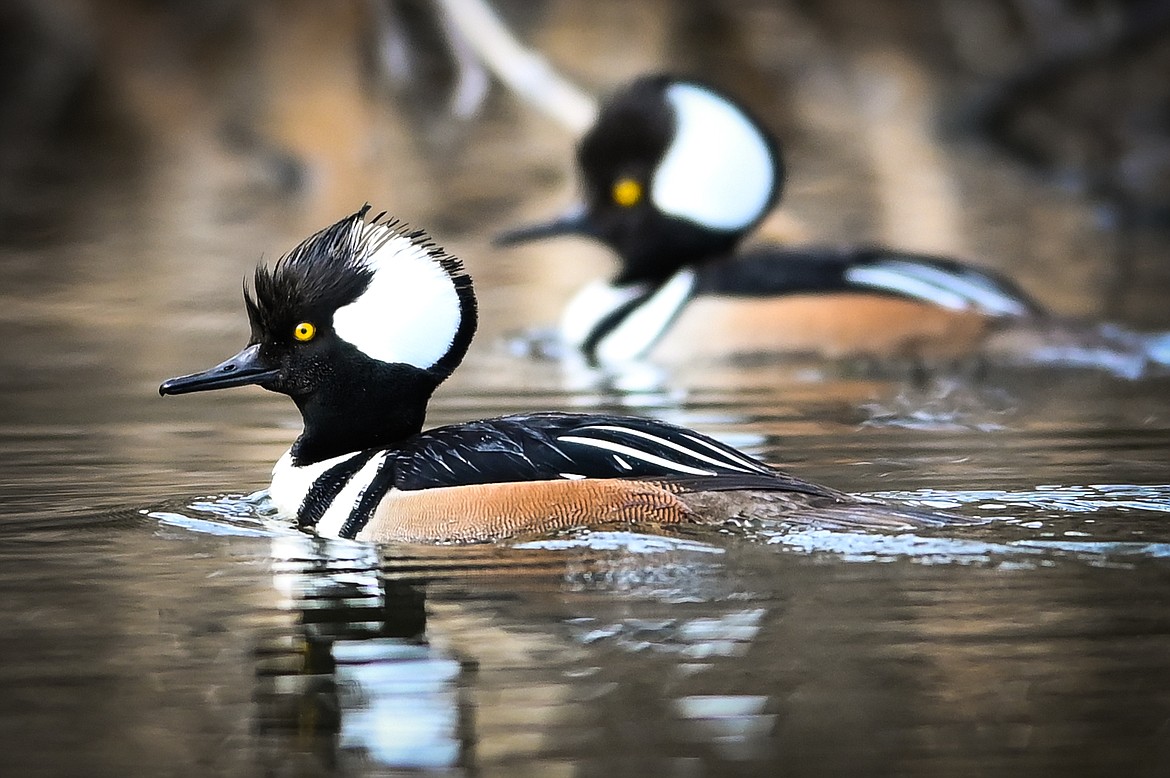 Two hooded merganser males paddle around the pond at Dry Bridge Park on Friday, March 25. (Casey Kreider/Daily Inter Lake)