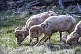 Life on the Island: Bighorn sheep a cool sight on Wild Horse Island