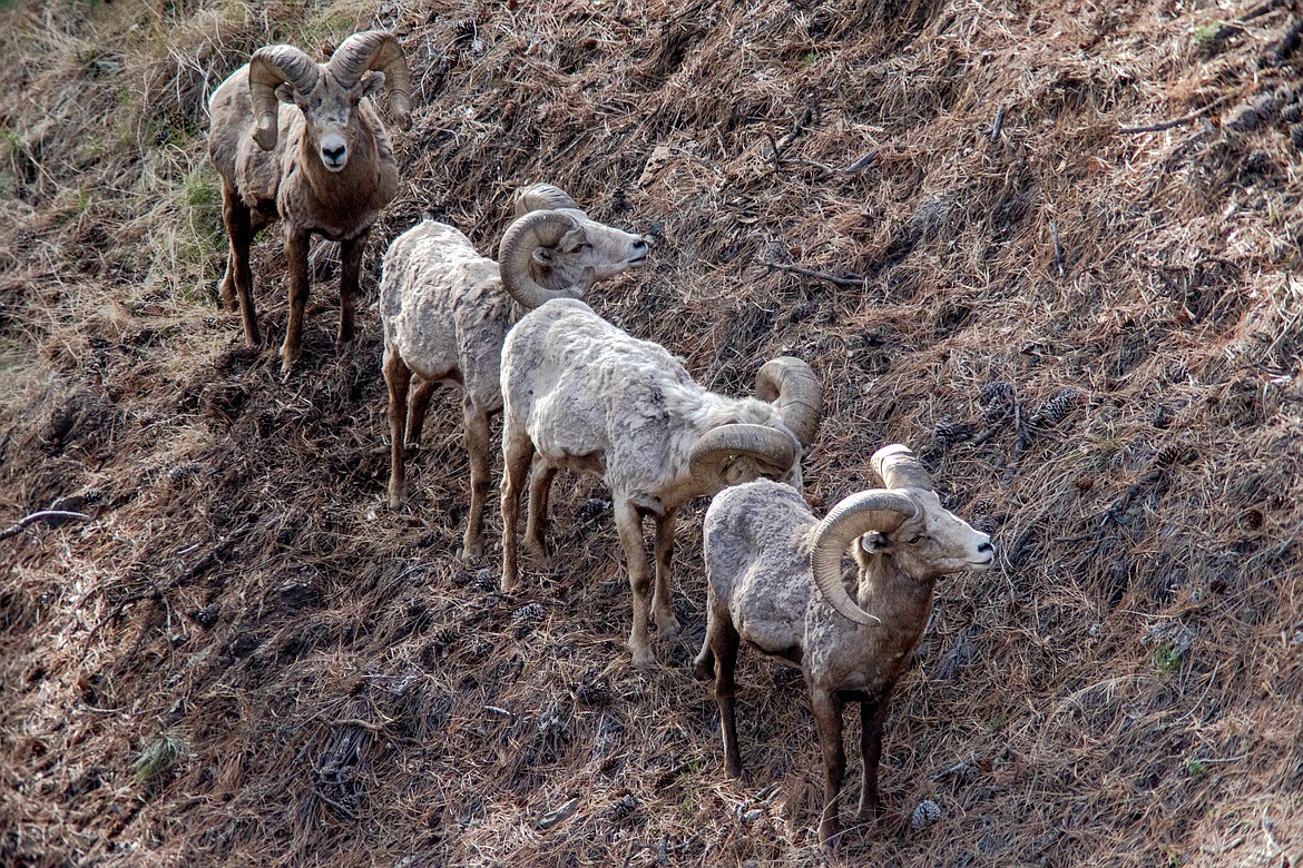 A gathering of rams on Wild Horse. (JP Edge photo)