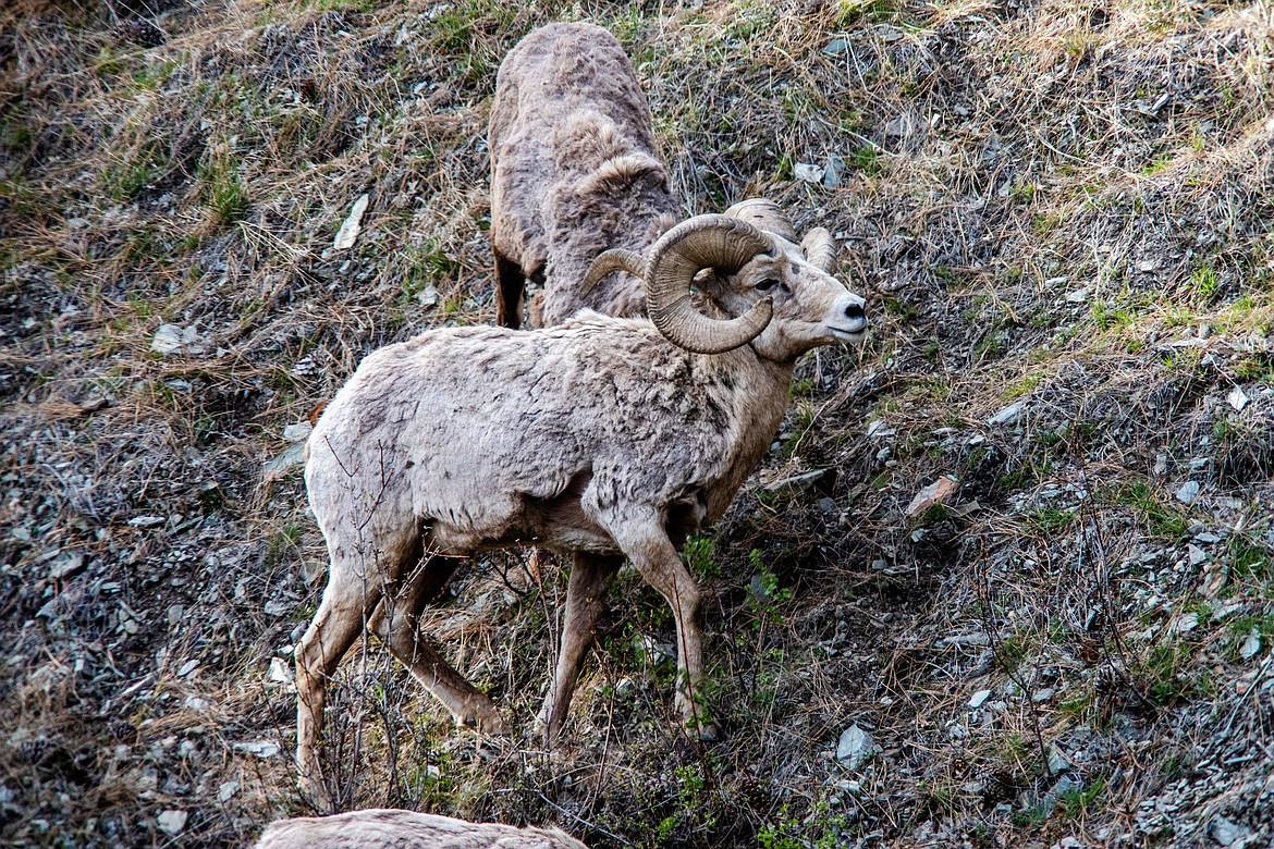 Rams enjoy the nice spring weather. (JP Edge photo)