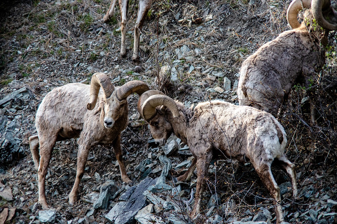 Rams navigate the steep and rocky hillside. (JP Edge photo)