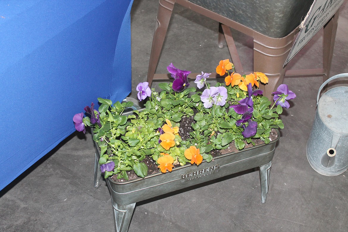 A planter of pansies at Blue Rouge Garden and Nursery. Pansies like to bloom in early spring, owner Kim Ries Ashley said.