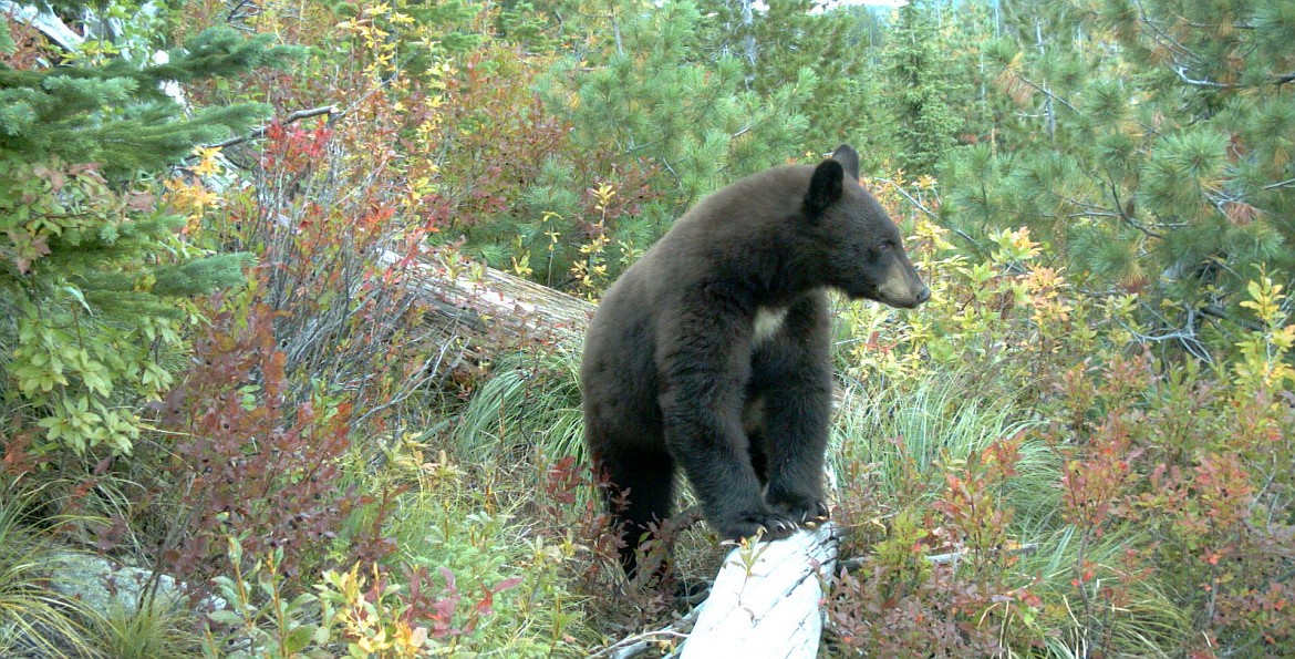 Photo courtesy Idaho Department of Fish and Game- Panhandle Region
A black bear takes a look around his Idaho surroundings.