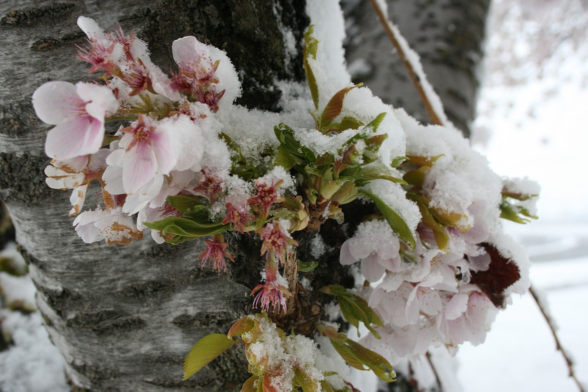 Snow piles up on the blossoms on a flowering tree in McCosh Park in Moses Lake Thursday morning.