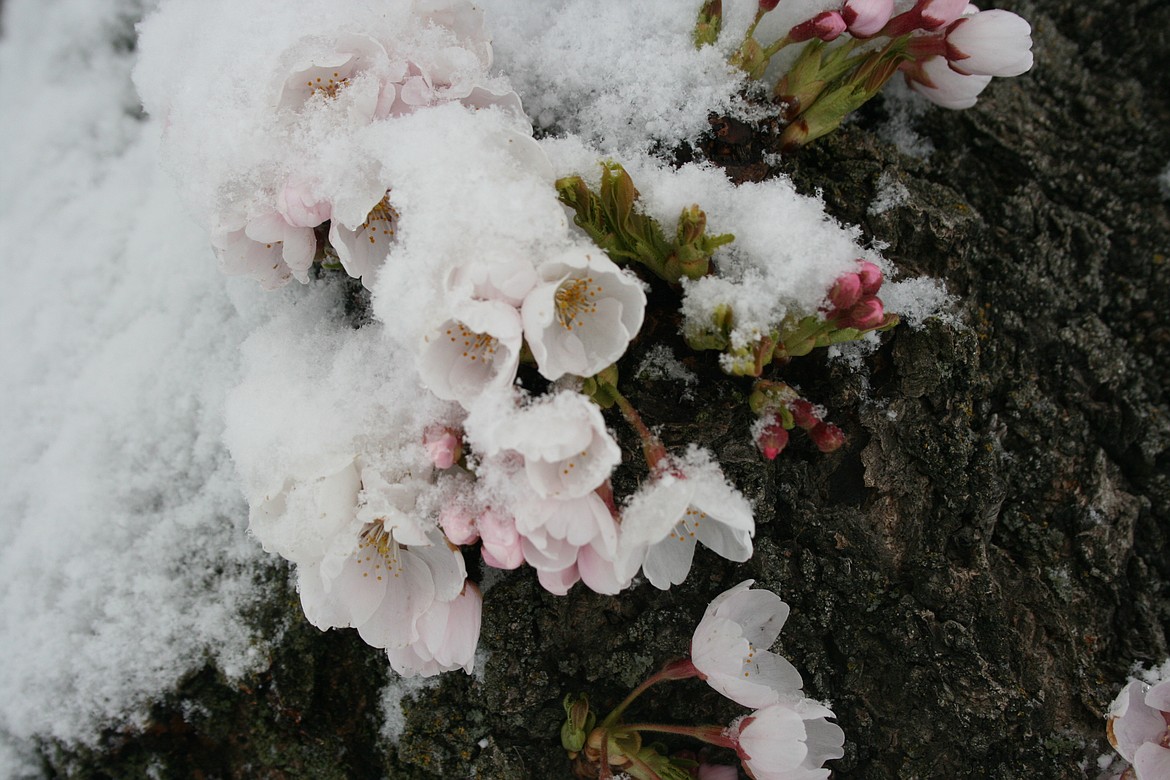 Blossoms are covered with snow on a tree in McCosh Park in Moses Lake during Thursday’s snowstorm. The unexpected cold weather of the last few weeks are well outside of the norm for the Columbia Basin as a whole.