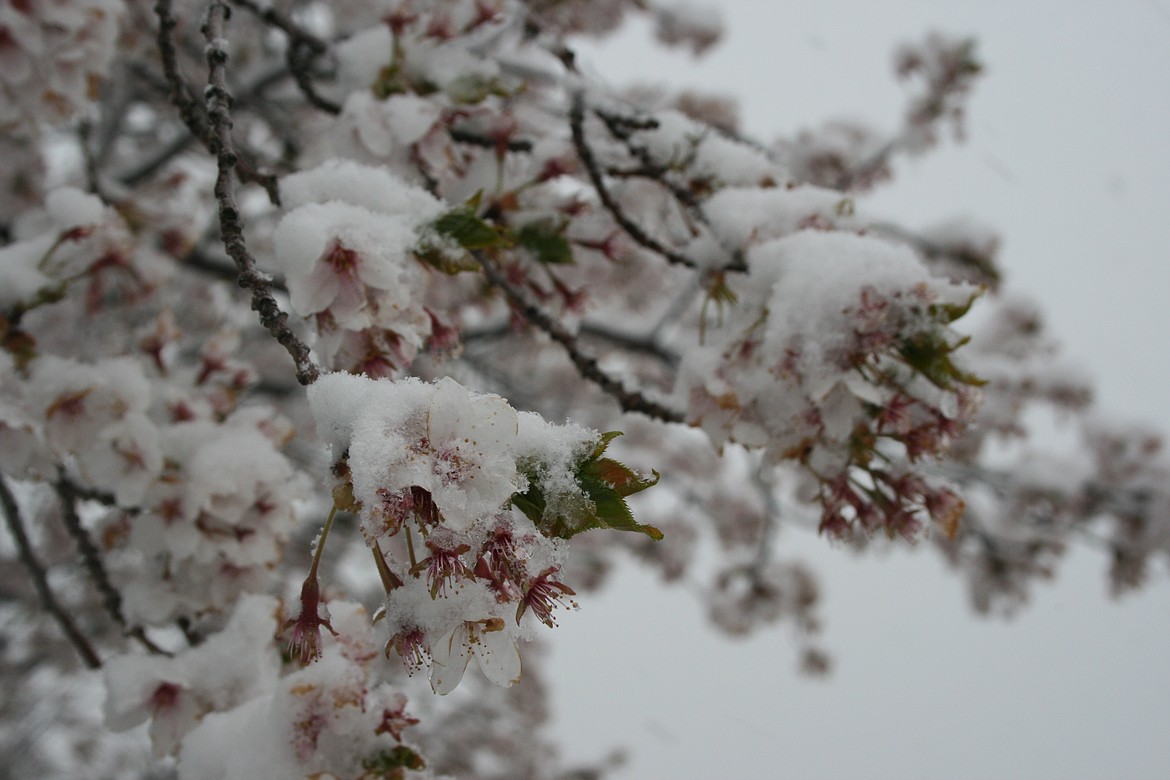 Snow covers blossoms on a flowering tree in Moses Lake’s McCosh Park Thursday morning.