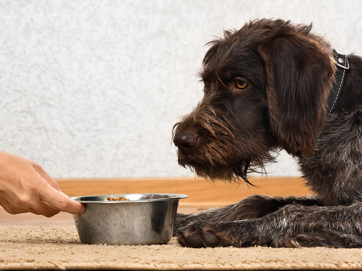 Veterinarians may suggest using a feeding tube for a pet that temporarily can't or won't eat on its own.