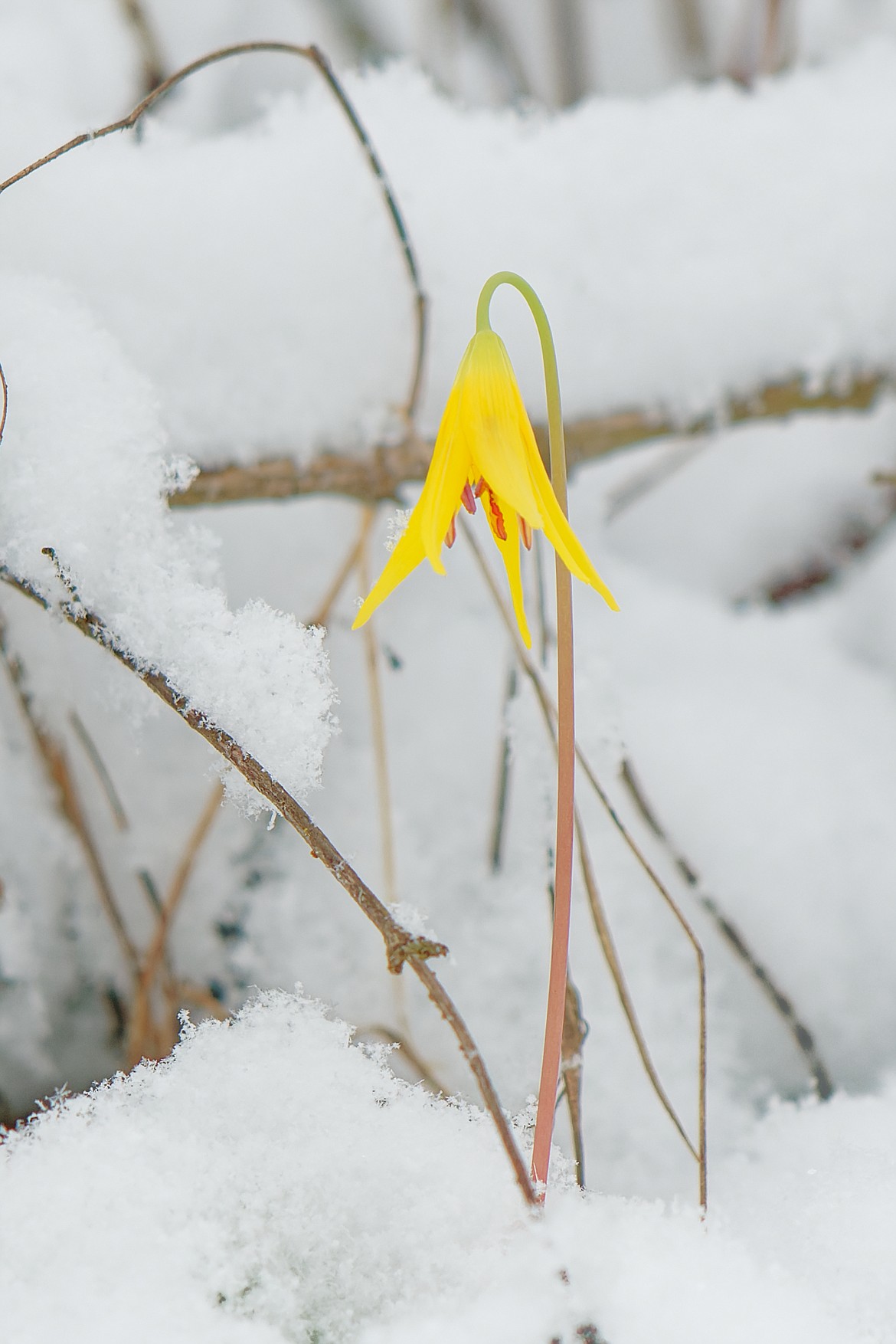 A spring flower droops gracefully over snow-covered ground Friday on Tubbs Hill.