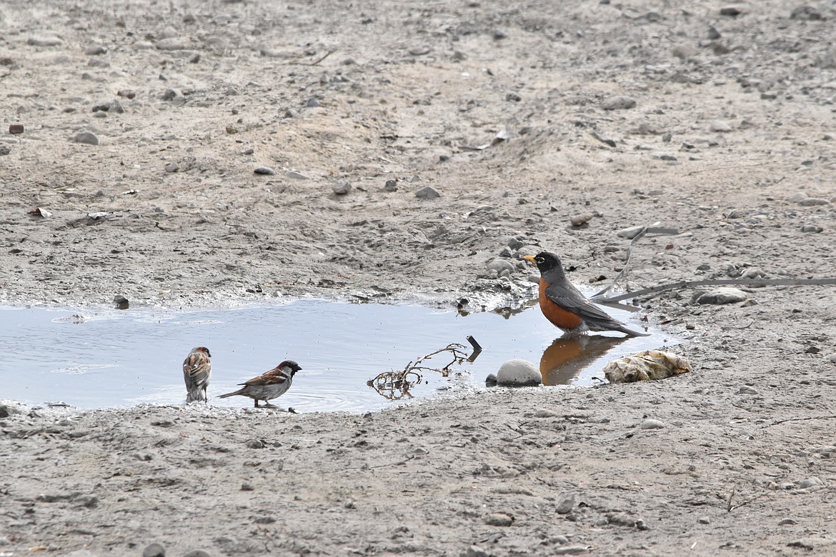 SOAP LAKE - An American Robin enjoys a nice dip in a puddle in Soap Lake on April 14. Two House Sparrows, to the left of the Robin, are also taking advantage of the water created by the rain and snow of the days prior. Last week’s unseasonably cold temperatures brought unexpected snow to the area, surprising wildlife and residents alike.