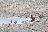 Local birds enjoy unexpected runoff