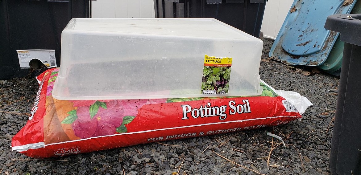 If the temperature is cold or conditions are windy, use a plastic dome to protect the tender seedlings from frost or wind damage.