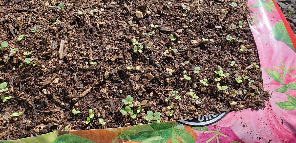 Tiny greens are starting to peek through the soil even with some frosty nights.