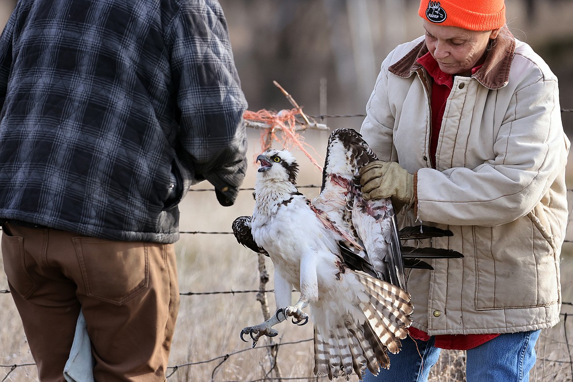 Beth and Bob Watne work to untangle and osprey that is trapped in bailing twine on a fence in Kalispell on Monday. The bird was taken to the Wild Wings Recovery Center for treatment. (Jeremy Weber/Daily Inter Lake)
