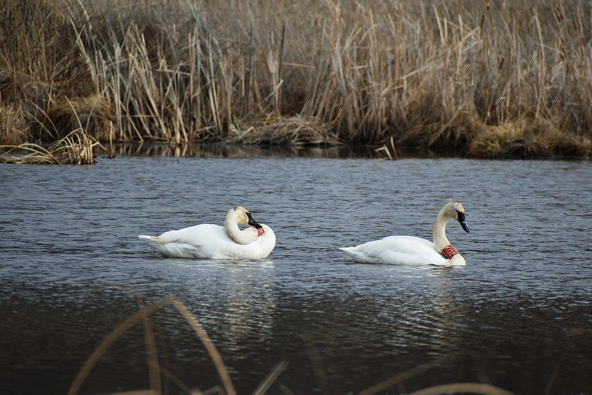 Swans K02 and K05 were spotted recently on a pond east of Polson. (Emily Lonnevik/Lake County Leader)