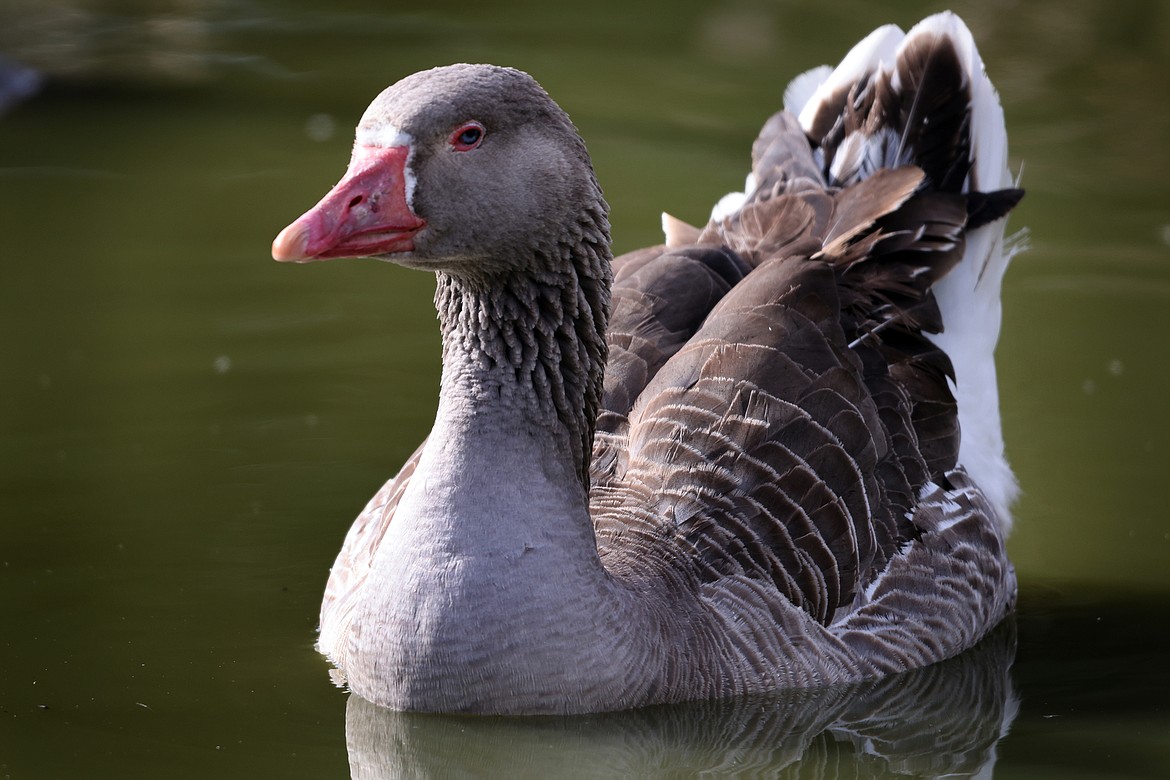 A graylag goose glides across the pond at the Montana Wild Wings Recovery Center Monday morning. (Jeremy Weber/Daily Inter Lake)