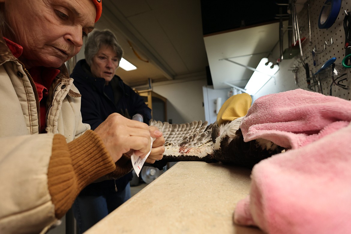 Montana Wild Wings Rescue Center Executive Director Beth Watne and volunteer Doe Carrol work the on the wing of an injured osprey Monday. The center is taking special precautions to help prevent the spread of avian flu. (Jeremy Weber/Daily Inter Lake)