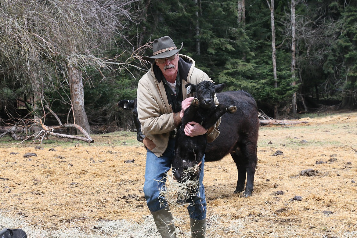 John Mobbs carries a four-day-old calf after tagging its ear and taking measurements Thursday. The cattle on the Lazy JM Ranch are born on the ranch and fed grass their entire lives.