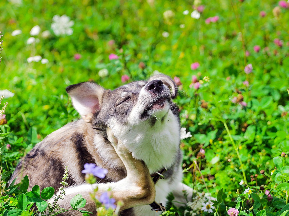 Humans aren't the only ones with allergies that affect the skin. Canines, dogs, cats horses and even rodents can be impacted by allergens. While it may be different identifying what is causing the issue, treatment is available for furry friends in need of assistance with an annoying itch.