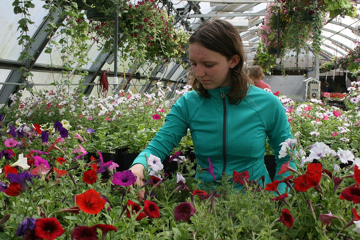 Hailey Harper deadheads flowers in the Moses Lake High School greenhouse. The horticulture class and FFA students were getting ready for the annual plant sale scheduled for Friday and Saturday.