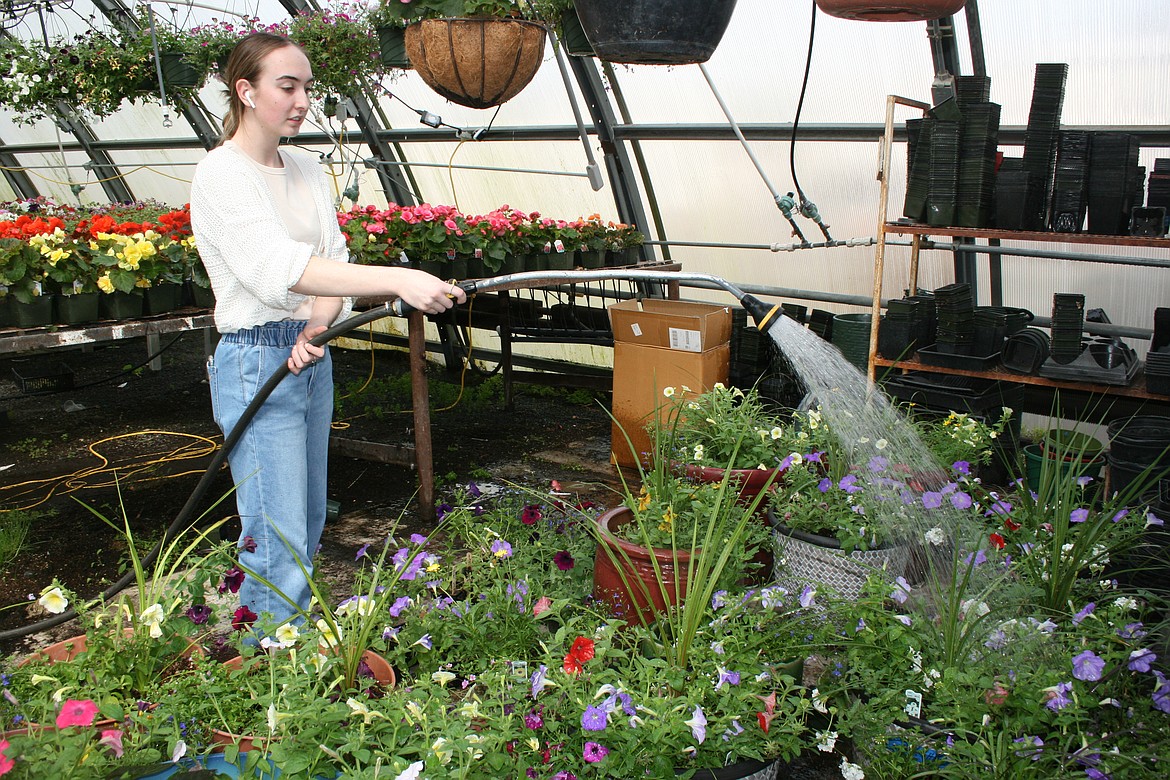 Moses Lake High School horticulture student Grace Thompson waters flower pots made up as custom orders by horticulture class students and FFA participants.