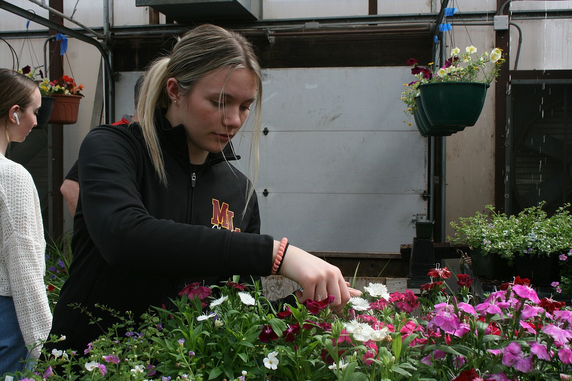 Jaycie Frey works on flower maintenance in the Moses Lake High School greenhouse.