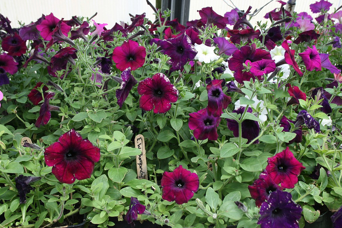 Petunias provide a splash of red and purple in the MLHS greenhouse. MLHS students have worked hard to ensure a good crop of flowers for this week’s plant sale.