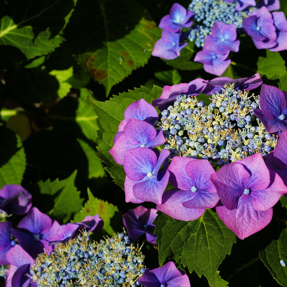 Tired of mowing? Consider these natural solutions