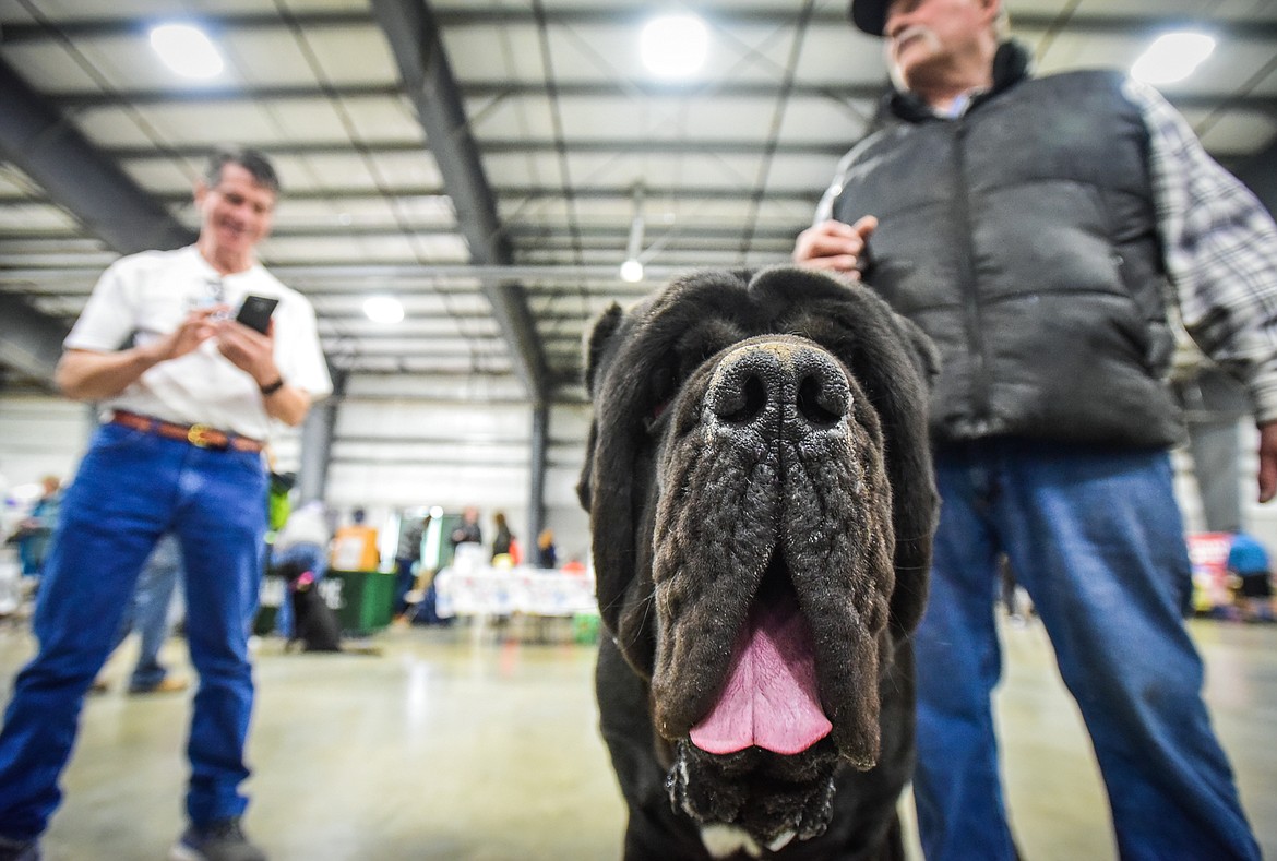 Chip Lally with his American Molossus named Thundarr the Barbarian at the Flathead Kennel Club Canine Expo at the Flathead County Fairgrounds Trade Center on Saturday, April 23. (Casey Kreider/Daily Inter Lake)