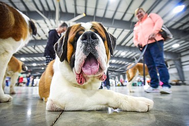 Adler, a 20-month-old Saint Bernard who weighs 170 pounds, takes a break on the floor with owner Terri Ebert, right, at the Flathead Kennel Club Canine Expo at the Flathead County Fairgrounds Trade Center on Saturday, April 23. (Casey Kreider/Daily Inter Lake)