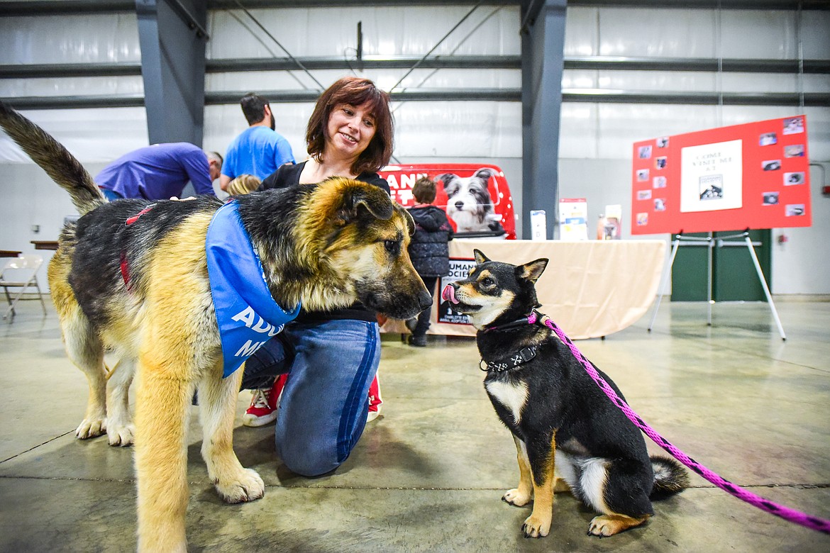 Bruno, left, a 1-year-old German shepherd/ husky mix who is available for adoption at the Humane Society of Northwest Montana, greets a Shiba Inu named Lilly at the Flathead Kennel Club Canine Expo at the Flathead County Fairgrounds Trade Center on Saturday, April 23. With Bruno is Humane Society volunteer Jessica Alexander. (Casey Kreider/Daily Inter Lake)