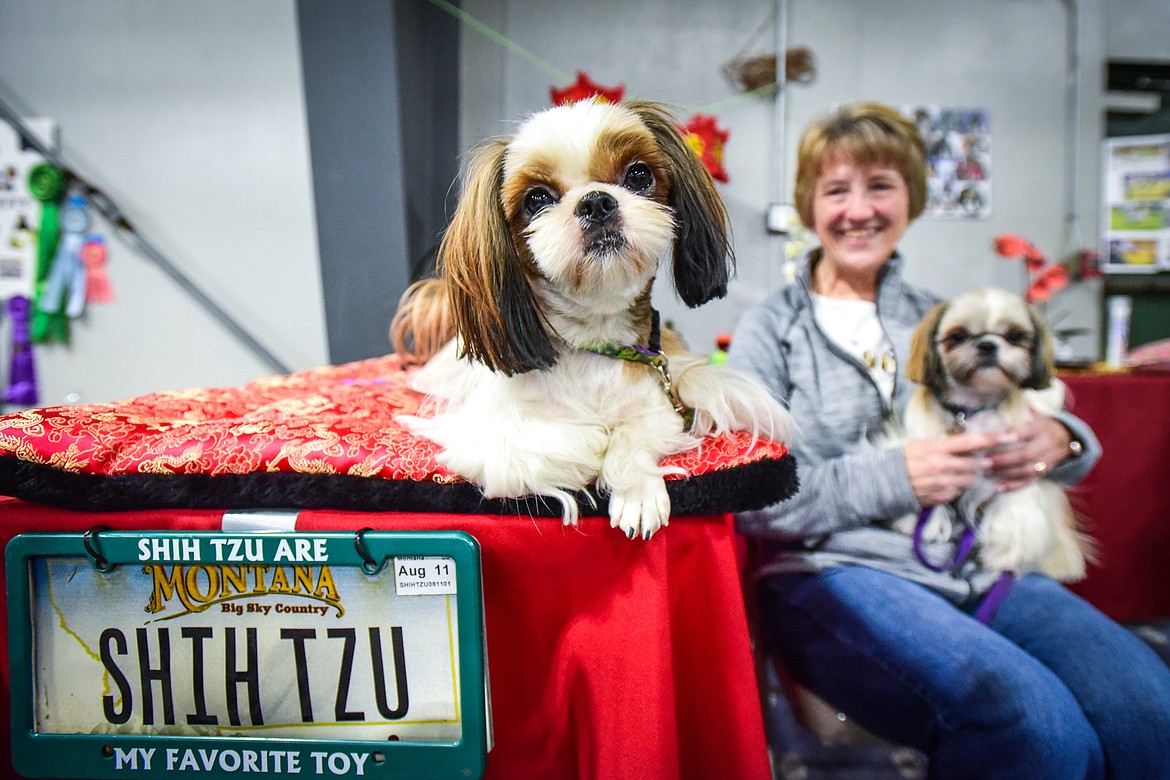 Margaret Moen sits with TK, left, and Deja, a pair of Shih Tzus owned by her friend Debi Buchholz, of Sapphire Shih Tzu in Kalispell at the Flathead Kennel Club Canine Expo at the Flathead County Fairgrounds Trade Center on Saturday, April 23. (Casey Kreider/Daily Inter Lake)