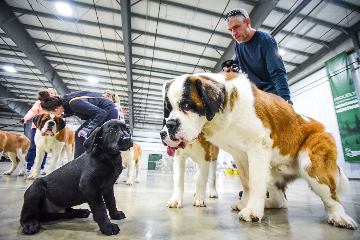 A couple Saint Bernards greet a black Lab puppy at the Flathead Kennel Club Canine Expo at the Flathead County Fairgrounds Trade Center on Saturday, April 23. (Casey Kreider/Daily Inter Lake)