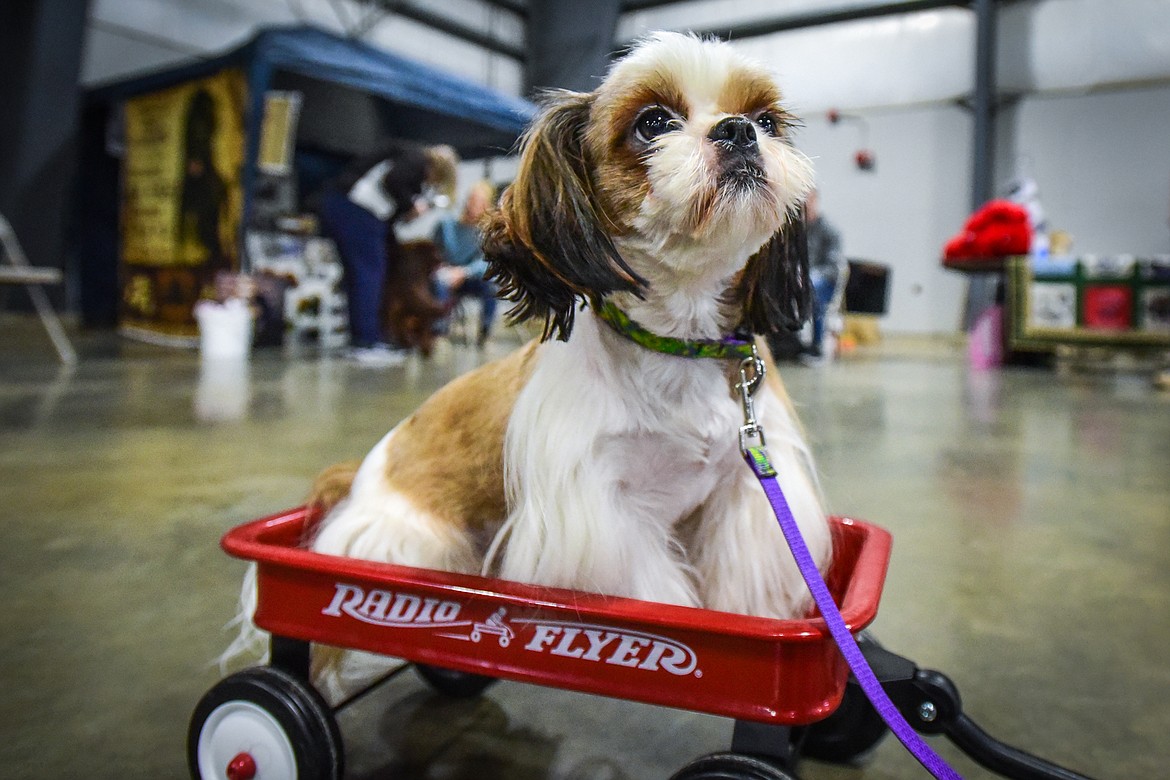 TK takes a spin in a small Radio Flyer wagon with owner Debi Buchholz of Sapphire Shih Tzu in Kalispell at the Flathead Kennel Club Canine Expo at the Flathead County Fairgrounds Trade Center on Saturday, April 23. (Casey Kreider/Daily Inter Lake)